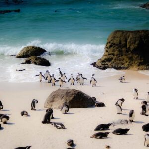 Full Day Cape Peninsula Tour Package