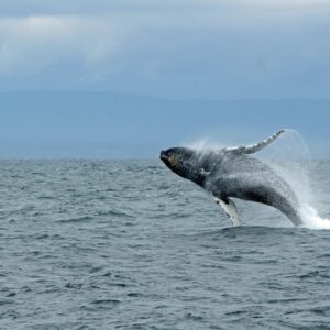 cape town whale watching tour