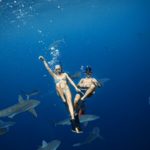 cape town shark cage diving